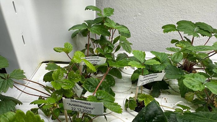 Гидропонные системы HX-01 Smart Garden