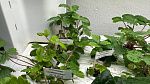 Гидропонные системы H2 Smart Garden