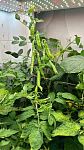 Гидропонные системы H3 Smart Garden