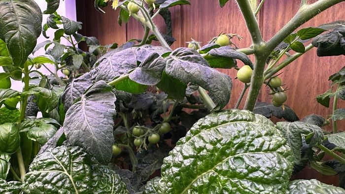 Гидропонные системы Гидропонная система H5 Smart Garden